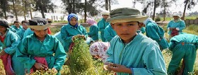 ILO launches report on challenges of child labour and youth employment in Arab States